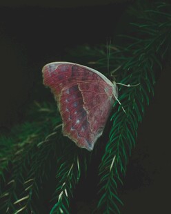 绿叶间的粉色独特蘑菇