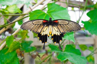 蝴蝶停驻绿叶间