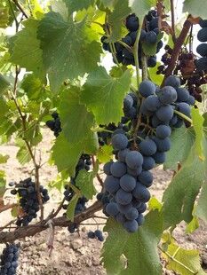 葡萄藤上饱满的紫葡萄