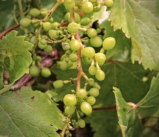 青葡萄挂在翠绿葡萄藤上