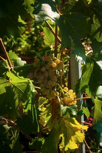 葡萄藤上的成熟葡萄