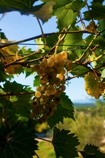 葡萄藤上的金黄葡萄