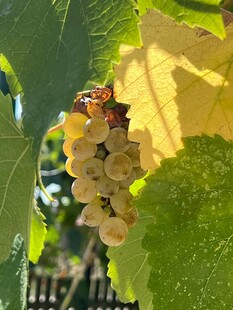 葡萄挂藤间绿叶相映衬