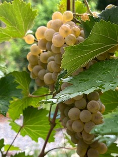 枝头晶莹白葡萄