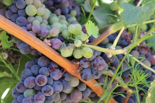 成熟与青涩并存的葡萄串