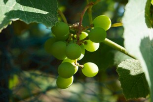 枝头青果 绿意盎然