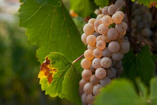 枝头的淡色葡萄