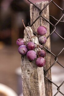 木杆上的紫葡萄