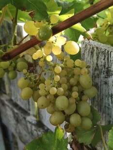 藤上青葡萄果实饱满