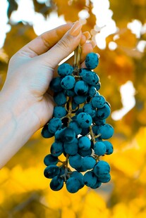 手捧饱满紫葡萄
