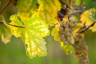 葡萄藤上的黄绿叶片与果实