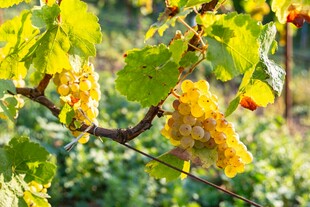 枝头金黄葡萄与绿叶