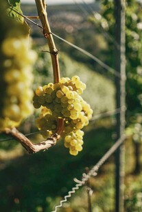 葡萄藤上的鲜嫩葡萄串