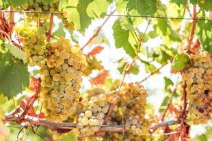 成熟葡萄挂在翠绿枝蔓上