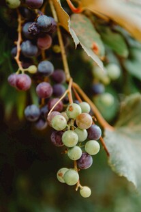 成熟与青涩并存的葡萄串