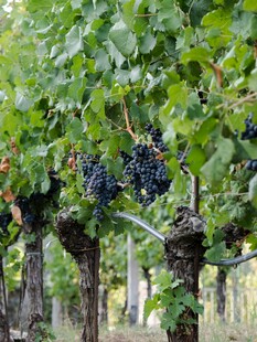 葡萄藤上挂满紫葡萄