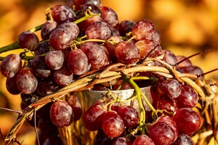 篮子里的紫葡萄