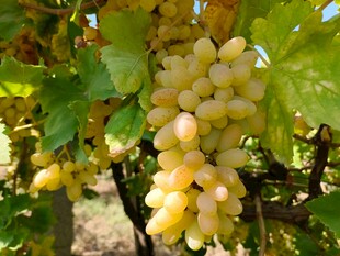 枝头金黄葡萄饱满诱人