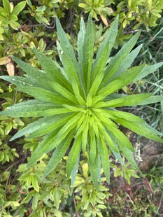 小飞蓬