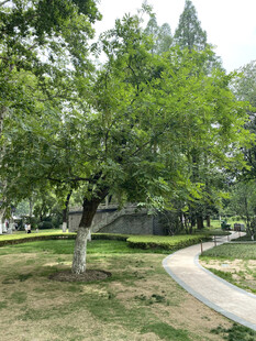 公园绿荫小道风景