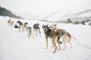 雪地中行进的一队雪橇犬