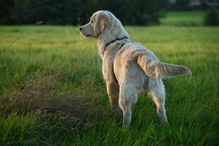 田园中站立的金毛犬