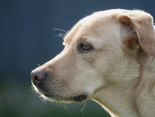 拉布拉多犬的侧脸特写