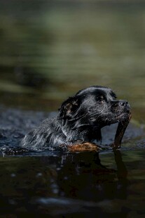 水中猎犬叼物瞬间
