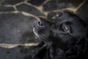 仰头的黑犬