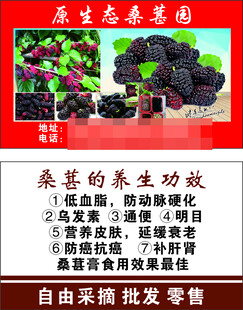 桑葚名片 