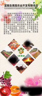 X展架2