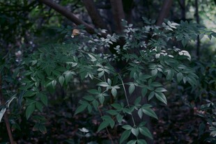 茂密丛林中的绿色植物