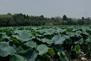 夏日荷塘绿意盎然