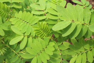 黄槐决明  