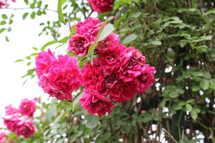 蔷薇花 