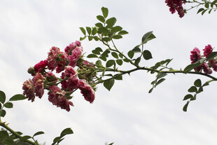 蔷薇花 