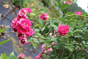 蔷薇花  