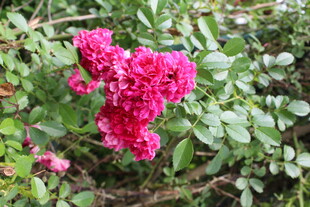 蔷薇花 