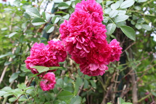 蔷薇花 