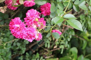 蔷薇花 