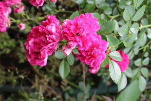 蔷薇花  