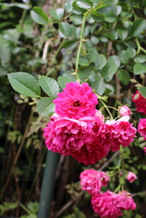 蔷薇花  