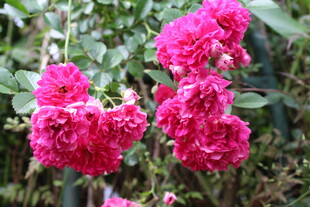 蔷薇花  
