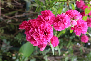 蔷薇花  