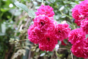 蔷薇花  