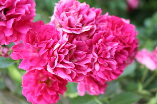 蔷薇花 