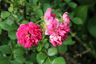 蔷薇花 