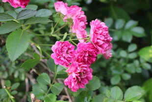 蔷薇花 