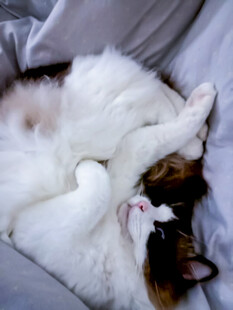 猫咪惬意蜷缩睡梦中