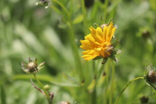 金鸡菊